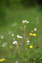 BUITEN BEELD Foto: 439487