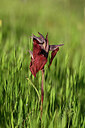 BUITEN BEELD Foto: 439490