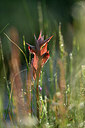 BUITEN BEELD Foto: 439492