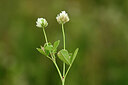 BUITEN BEELD Foto: 439500