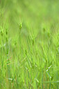 BUITEN BEELD Foto: 439507