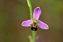 BUITEN BEELD Foto: 439524