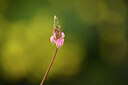 BUITEN BEELD Foto: 439525