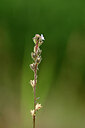 BUITEN BEELD Foto: 439529