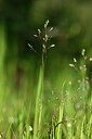BUITEN BEELD Foto: 439539