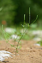 BUITEN BEELD Foto: 439547