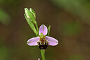 BUITEN BEELD Foto: 439557