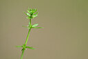 BUITEN BEELD Foto: 439558