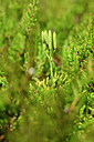 BUITEN BEELD Foto: 439567