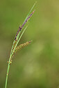 BUITEN BEELD Foto: 439575