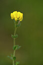 BUITEN BEELD Foto: 439576