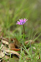 BUITEN BEELD Foto: 439580