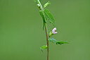 BUITEN BEELD Foto: 439583