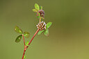 BUITEN BEELD Foto: 439586