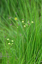 BUITEN BEELD Foto: 439593