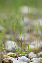 BUITEN BEELD Foto: 439597