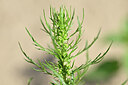 BUITEN BEELD Foto: 439600