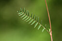 BUITEN BEELD Foto: 439604