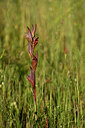 BUITEN BEELD Foto: 439620