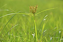 BUITEN BEELD Foto: 439626