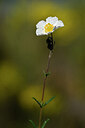 BUITEN BEELD Foto: 439630
