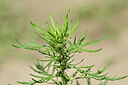 BUITEN BEELD Foto: 439634