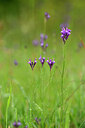 BUITEN BEELD Foto: 439636