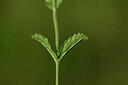 BUITEN BEELD Foto: 439642