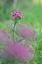 BUITEN BEELD Foto: 439645