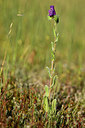BUITEN BEELD Foto: 439647