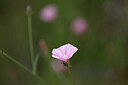 BUITEN BEELD Foto: 439648