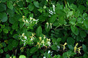 BUITEN BEELD Foto: 439654