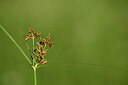 BUITEN BEELD Foto: 439657
