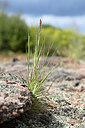 BUITEN BEELD Foto: 439664