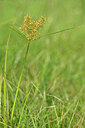 BUITEN BEELD Foto: 439666