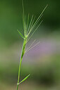 BUITEN BEELD Foto: 439670