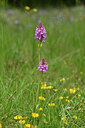 BUITEN BEELD Foto: 439672