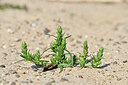 BUITEN BEELD Foto: 439687