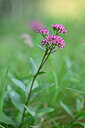 BUITEN BEELD Foto: 439703