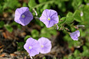 BUITEN BEELD Foto: 439704