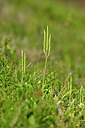 BUITEN BEELD Foto: 439717