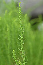 BUITEN BEELD Foto: 439727