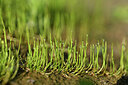 BUITEN BEELD Foto: 439734