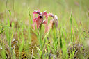 BUITEN BEELD Foto: 439736