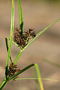 BUITEN BEELD Foto: 439737