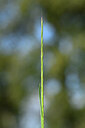 BUITEN BEELD Foto: 439741