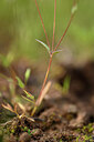 BUITEN BEELD Foto: 439744