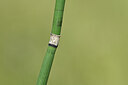 BUITEN BEELD Foto: 439759