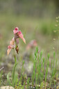 BUITEN BEELD Foto: 439785
