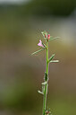 BUITEN BEELD Foto: 439787
